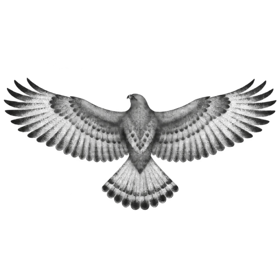 Dotwork stippled chest tattoo design of a soaring hawk with outstretched wings