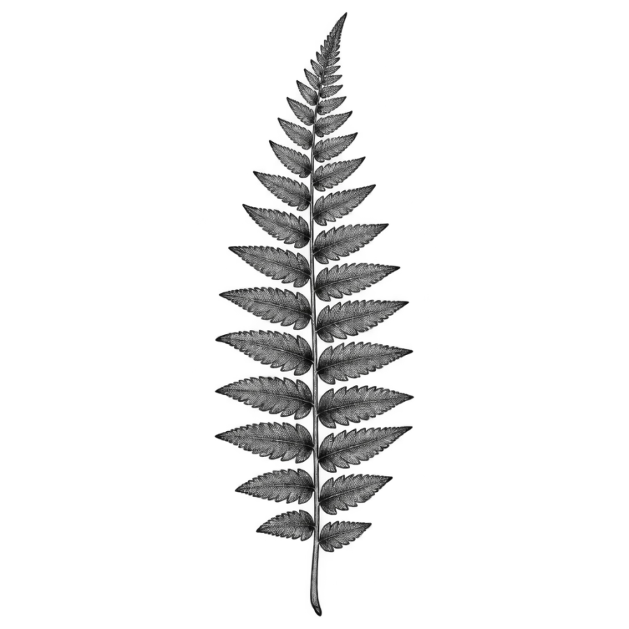 Engraved woodcut fern frond tattoo design shaped as a long narrow rib panel