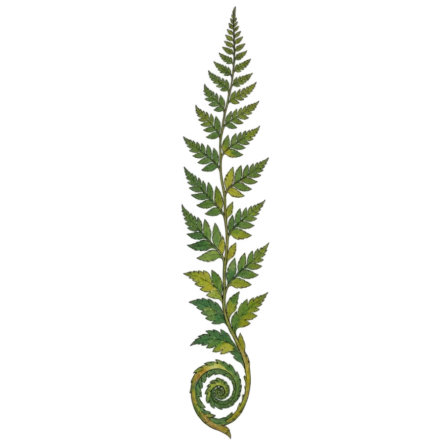 Watercolour spine tattoo of a fern frond uncurling from a tight spiral