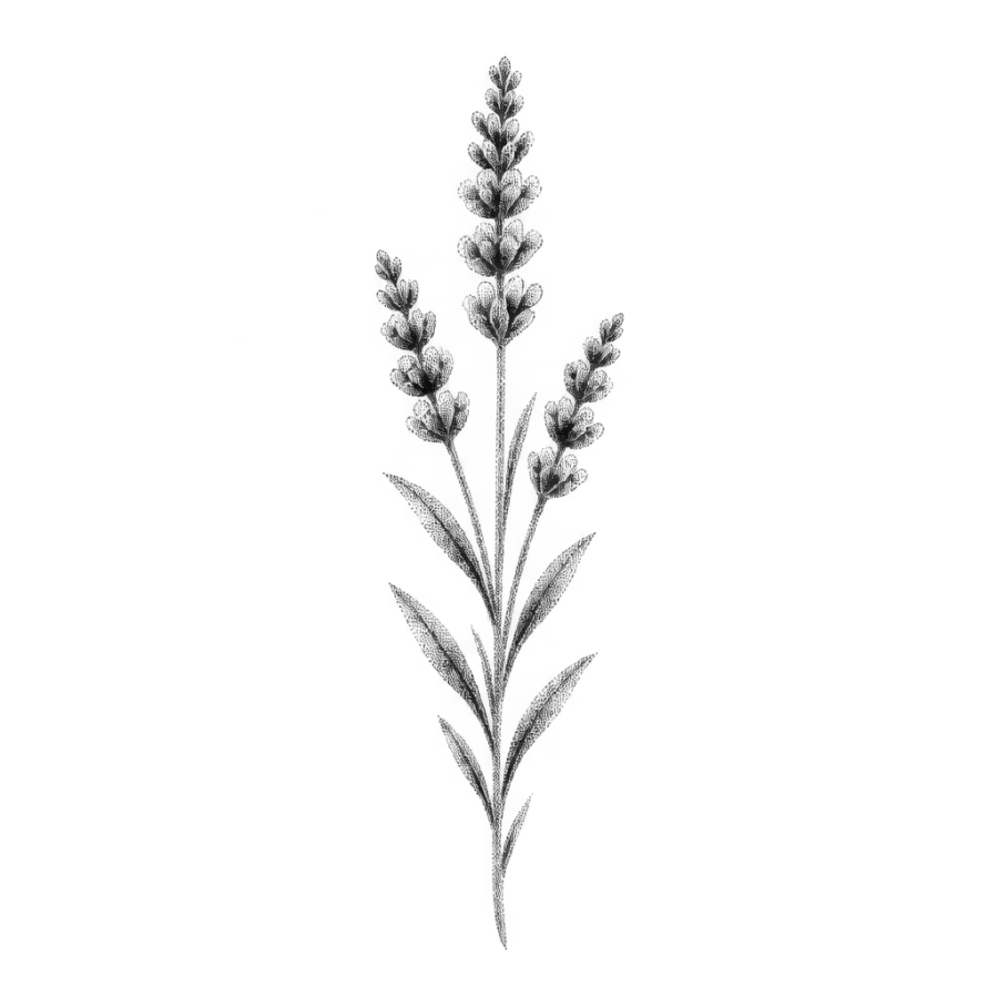 Dotwork lavender sprig tattoo design sized for the inner wrist