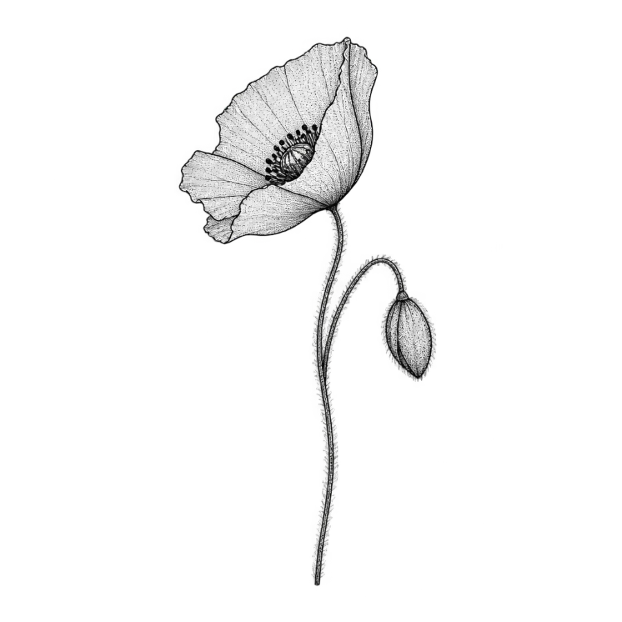 Fine line tattoo of a poppy in profile with a nodding bud