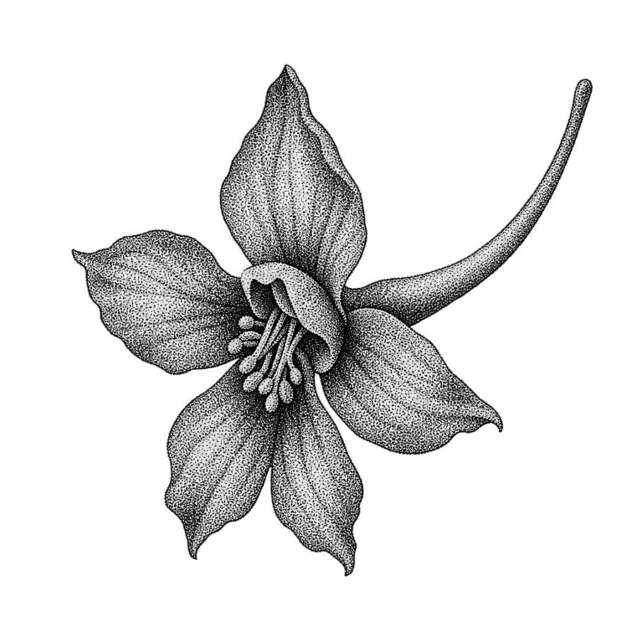 Dotwork tattoo of a single larkspur floret showing its long spur