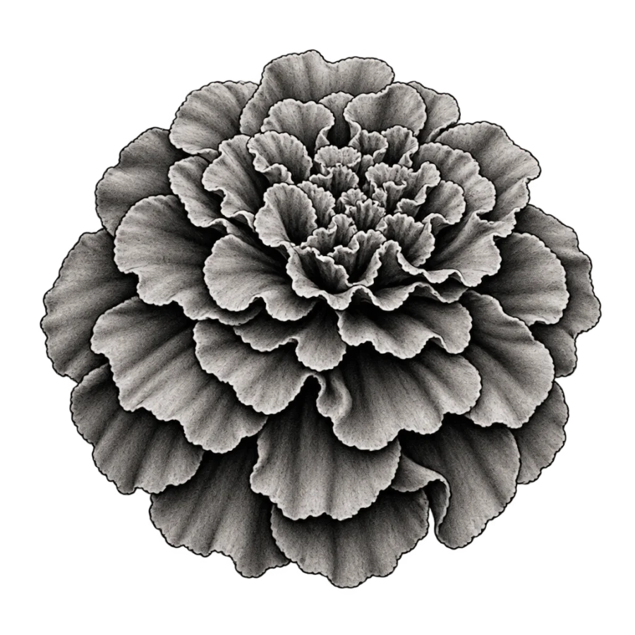 Black and grey realism tattoo of a marigold with packed ruffled petals