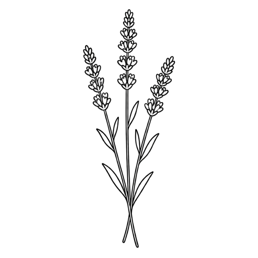 Beginner tattoo stencil of a lavender sprig with three slender stems