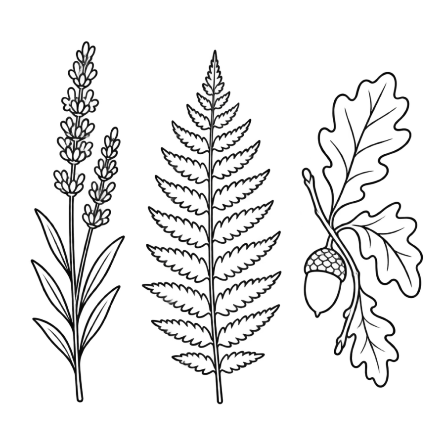 Tattoo stencil botanical plate outlining lavender, a fern frond and an acorn