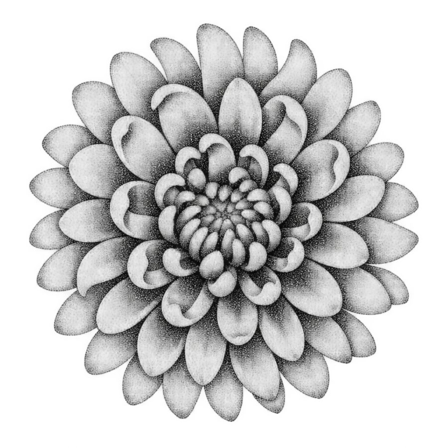 Dotwork chrysanthemum tattoo design seen from above as a round medallion