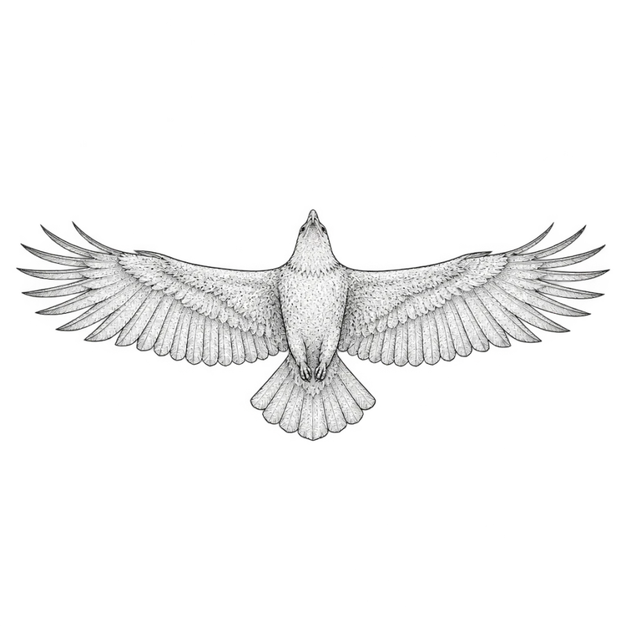 Fine line eagle tattoo design soaring seen from below as a wide band