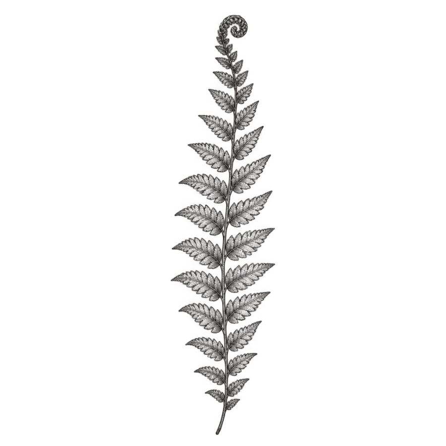 Fine line fern tattoo design of a single frond with an unfurling tip