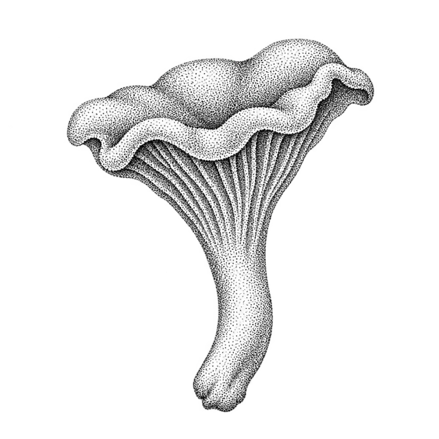 Dotwork chanterelle mushroom tattoo design stippled with no outlines