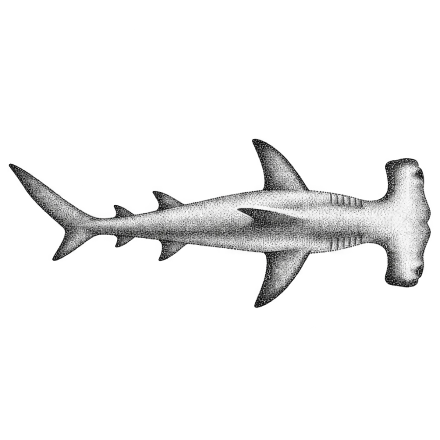 Dotwork stippled tattoo design of a hammerhead shark seen from above