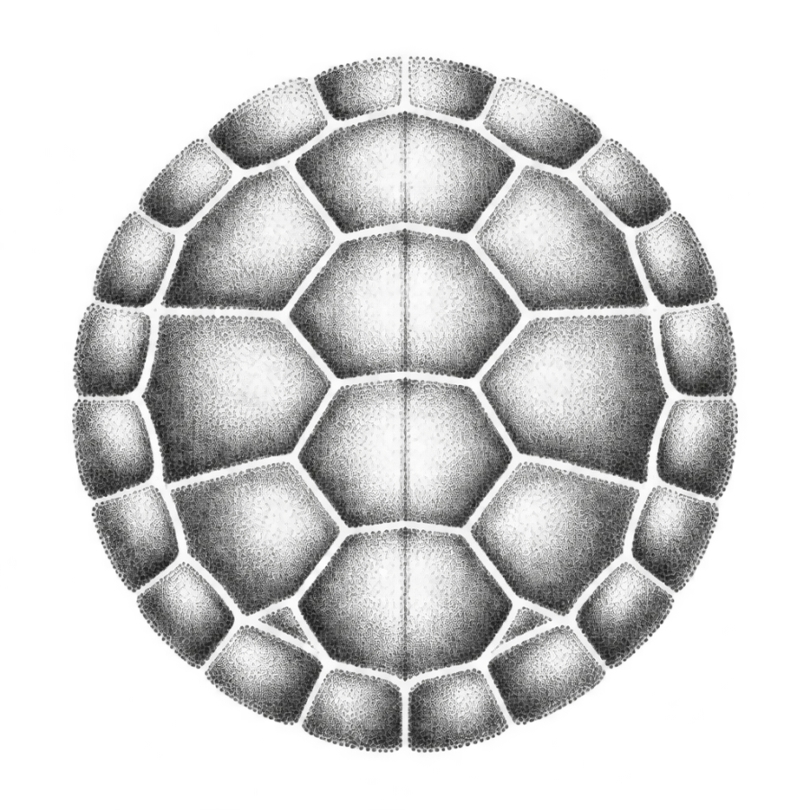 Dotwork tattoo design of a turtle shell seen from above without outlines